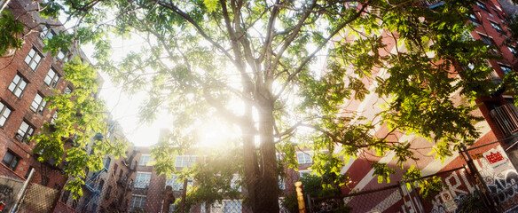 Panoramic image of sunlight shining through the trees with old buildings in the background, Lower east side, Manhattan, New York City