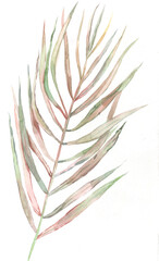 Sprig of watercolor tropical dried flowers isolated on white