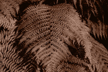 Color of the year, mocha mousse. Leaves of forest fern close-up. Natural background, top view, selective focus