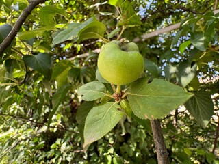 Close-up of a green apple on a branch. Organic Granny Smith Apple on a branch. Green leaves and unripe green apples on a tree branch.
