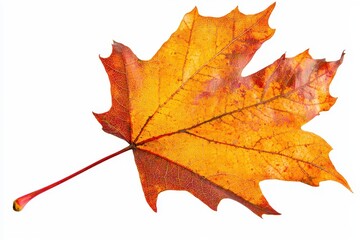 Vibrant Orange Maple Leaf Close-Up Showcasing Detailed Veins and Autumn Colors Isolated on White Background