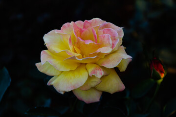 yellow rose in a garden