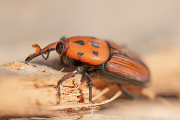 Plaga de picudo rojo