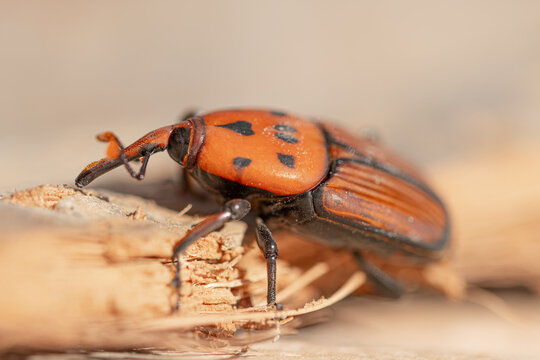 Plaga de picudo rojo