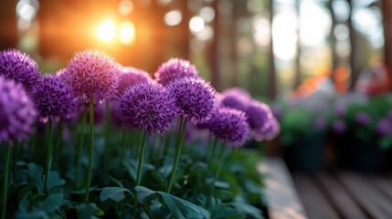 Gorgeous purple allium flowers stand tall against a blurred background with warm sunset light, encapsulating beauty, tranquility, and the essence of twilight.