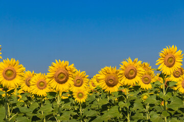 Fototapeta premium Close-up of sunflowers in agricultural field at sunrise with a clear sky.