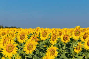 Fototapeta premium Close-up of sunflowers in agricultural field at sunrise with a clear sky.