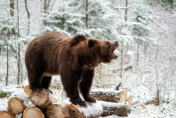 A wild brown bear emits an intimidating growl in the winter forest. Wildlife scene.