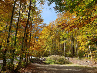 Obraz premium bright orange color trees at sunny day at Logar valley - Slovenia