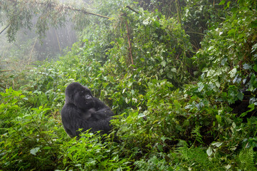 Mountain gorilla (Gorilla gorilla beringei) silverback sitting on mountain slope, Volcanoes National Park, Rwanda. © andreanita