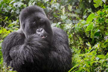 Obraz premium Mountain gorilla (Gorilla gorilla beringei) silverback portrait, Volcanoes National Park, Rwanda.