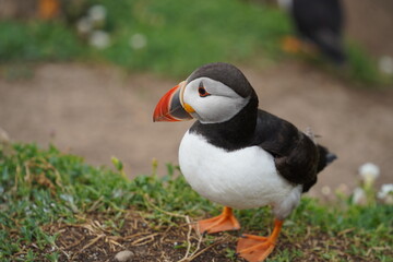 atlantic puffin or common puffin