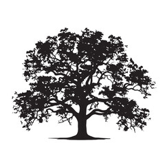 Oak Tree Canopy Creating Natural Shade