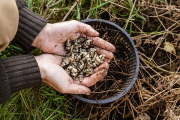 personne accroupie, entre ses mains, nombreux tubercules de crosnes du Japon fraichement récoltés
