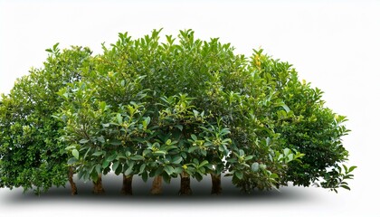 Fototapeta premium Lush Greenery: 3D Lemon Myrtle Plant Collection for Design Projects