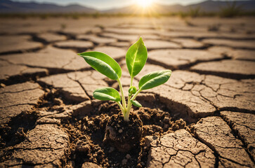 glowing seedling planted in a cracked desert, symbolizing hope in adversity