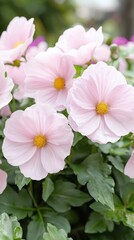 Fototapeta premium Asters in bloom late summer garden floral outdoor setting close-up view nature's color palette