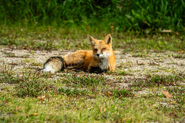 A fox is laying down in the grass