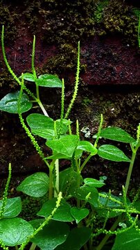 Footage of Peperomia pellucida plants wet from rain, Peperomia pellucida grows side by side with moss
