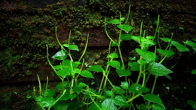 Footage of Peperomia pellucida plants wet from rain, Peperomia pellucida grows side by side with moss