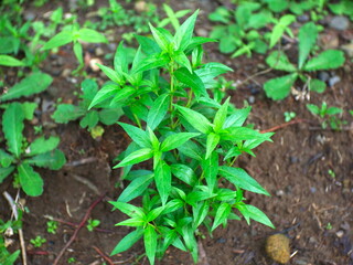 The Andrographis paniculata herbal plant grows wild in the forest