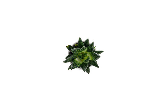 Succulent in a White Ceramic Pot Isolated on White Background