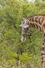 girafe dans le Parc National Kruger, Afrique du Sud