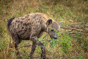 hy&egrave;ne tachet&eacute;e dans le Parc National Kruger, Afrique du Sud	