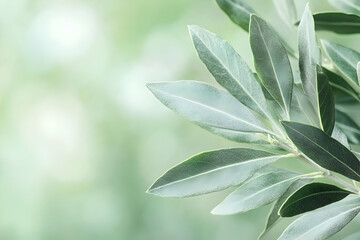 Obraz premium Olive Branch Leaves Background Image
