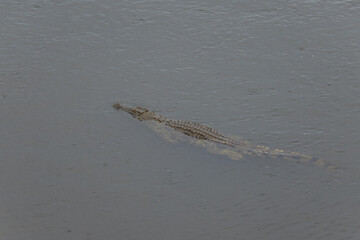 crocodile dans le Parc National Kruger, Afrique du Sud