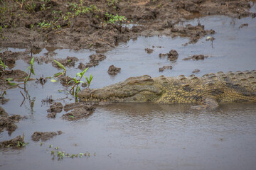 crocodile dans le Parc National Kruger, Afrique du Sud	
