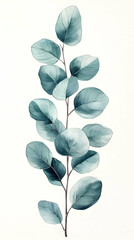 Obraz premium Teal Eucalyptus Illustration