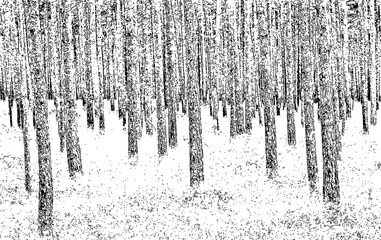 pine trees in the snow