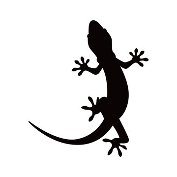lizard silhouette isolated on white background. Lizard icon vector illustration design.