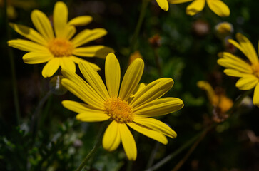 Vibrant yellow flowers bask in the sunlight during a warm spring afternoon