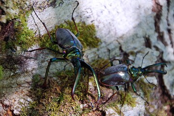 チリの森に生息する野生のグラントチリクワガタ