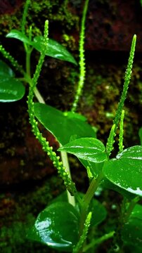 Footage of Peperomia pellucida plants wet from rain, Peperomia pellucida grows side by side with moss