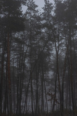 forest in the fog