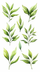 Fototapeta premium Watercolor Green Leaf Illustration
