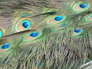 peacock feather closeup