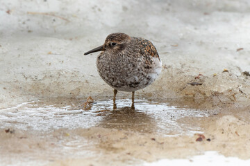 Pluvier doré,.Pluvialis apricaria, European Golden Plover