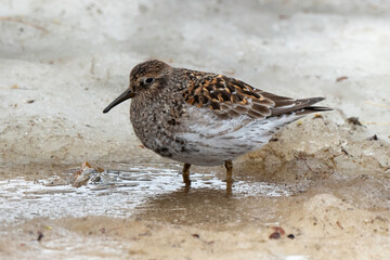 Pluvier doré,.Pluvialis apricaria, European Golden Plover