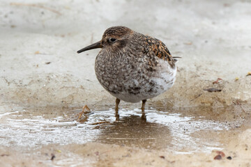 Pluvier doré,.Pluvialis apricaria, European Golden Plover