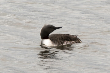 Plongeon catmarin,.Gavia stellata, Red throated Loon, Spitzberg, Svalbard, Norvège