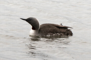 Plongeon catmarin,.Gavia stellata, Red throated Loon, Spitzberg, Svalbard, Norvège