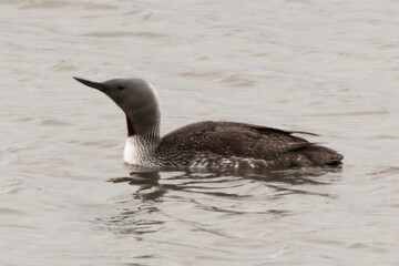 Plongeon catmarin,.Gavia stellata, Red throated Loon, Spitzberg, Svalbard, Norvège