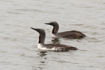 Plongeon catmarin,.Gavia stellata, Red throated Loon, Spitzberg, Svalbard, Norvège