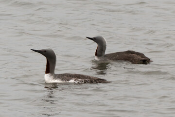 Fototapeta premium Plongeon catmarin,.Gavia stellata, Red throated Loon, Spitzberg, Svalbard, Norvège