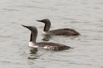 Plongeon catmarin,.Gavia stellata, Red throated Loon, Spitzberg, Svalbard, Norvège