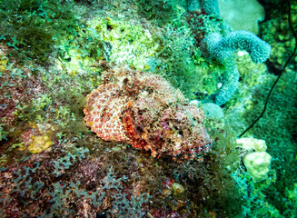 Underwater life
